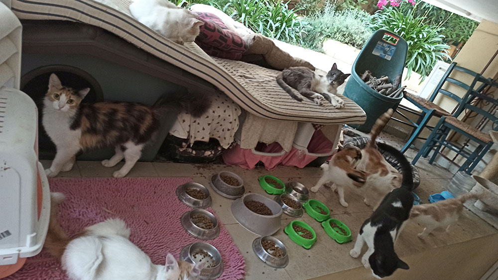 cats1